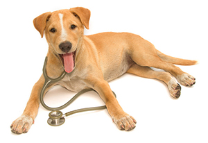 Welcome to Rushville Veterinary Clinic Welcome to Rushville Veterinary Clinic